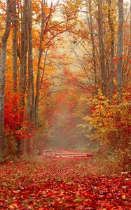 Превью обои осень, лес, листва, деревья, красочный