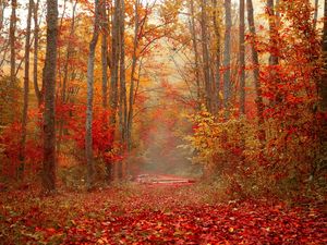 Превью обои осень, лес, листва, деревья, красочный