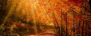 Превью обои осень, лес, парк, листва, солнечный свет