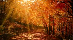 Превью обои осень, лес, парк, листва, солнечный свет