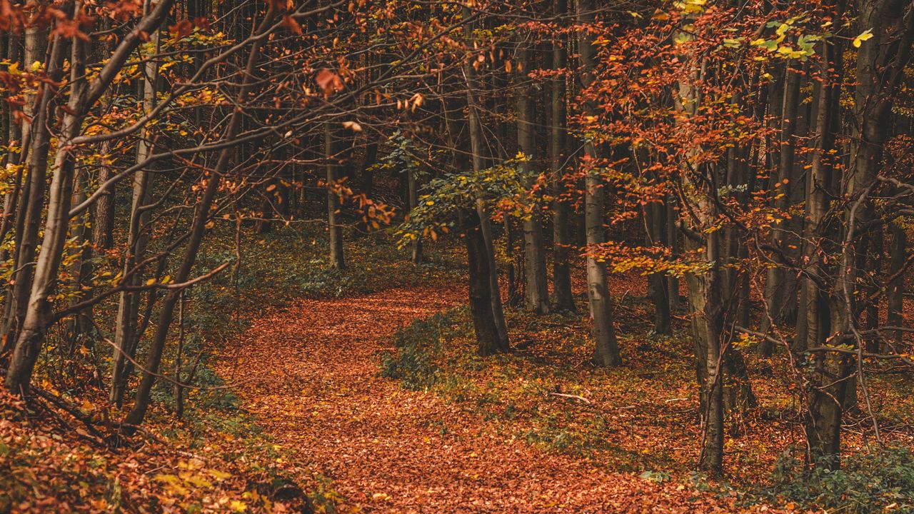 Обои осень, лес, тропа, листья, опавшие, деревья, поворот