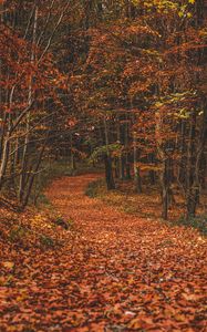 Превью обои осень, лес, тропа, листья, опавшие, деревья, поворот