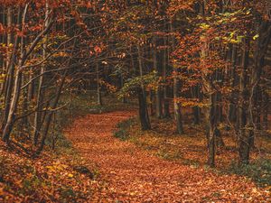 Превью обои осень, лес, тропа, листья, опавшие, деревья, поворот