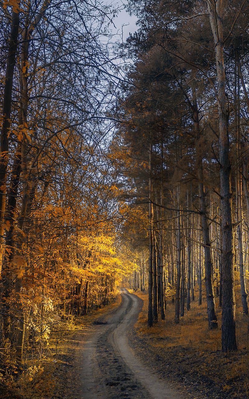 Саровский лес осень