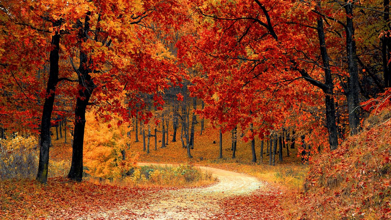 Обои осень, лес, тропинка, листва, парк, красочный