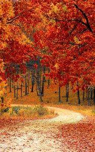 Превью обои осень, лес, тропинка, листва, парк, красочный