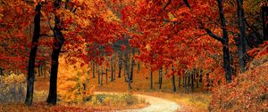 Превью обои осень, лес, тропинка, листва, парк, красочный
