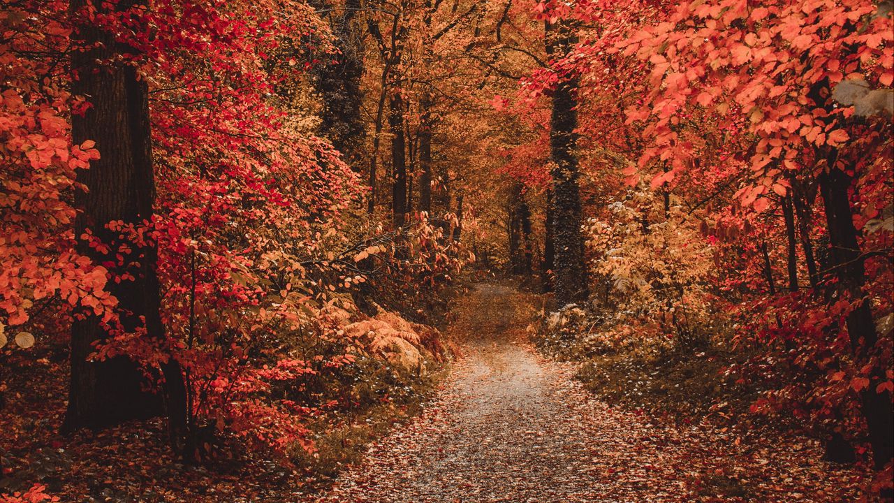 Обои осень, лес, тропинка, листва, деревья, осенние краски