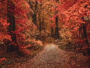 Превью обои осень, лес, тропинка, листва, деревья, осенние краски