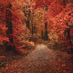 Превью обои осень, лес, тропинка, листва, деревья, осенние краски