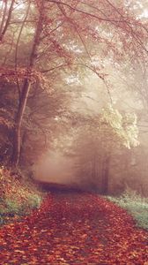 Превью обои осень, лес, туман, тропинка
