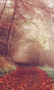 Превью обои осень, лес, туман, тропинка