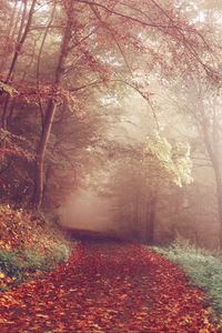 Превью обои осень, лес, туман, тропинка