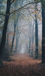 Превью обои осень, лес, туман, тропинка, природа