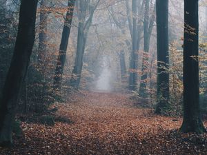 Превью обои осень, лес, туман, тропинка, природа