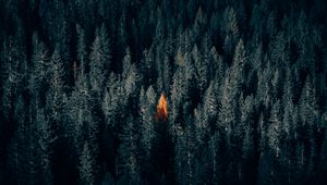 Превью обои осень, лес, вид сверху, контраст, темный