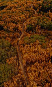 Превью обои осень, лес, вид сверху, дорога, машина