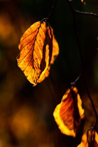 Превью обои осень, лист, ветка, солнечные лучи