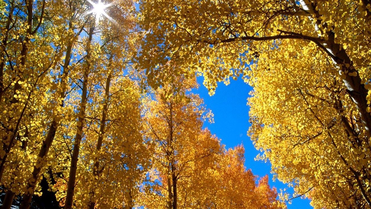 Обои осень, листья, березы, солнце, ветви, желтые