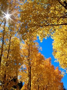 Превью обои осень, листья, березы, солнце, ветви, желтые
