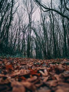 Превью обои осень, листья, деревья, природа