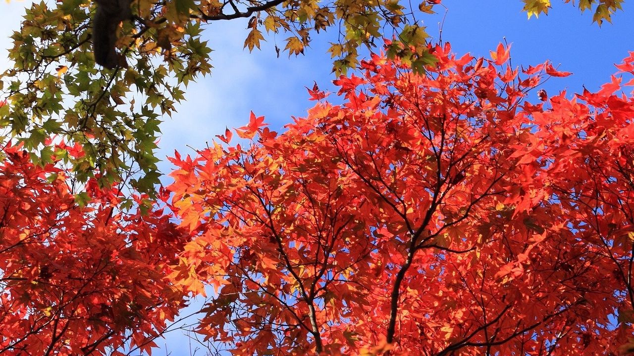 Обои осень, листья, деревья