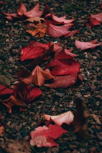 Превью обои осень, листья, галька, камни