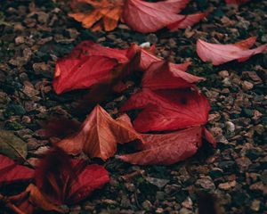 Превью обои осень, листья, галька, камни