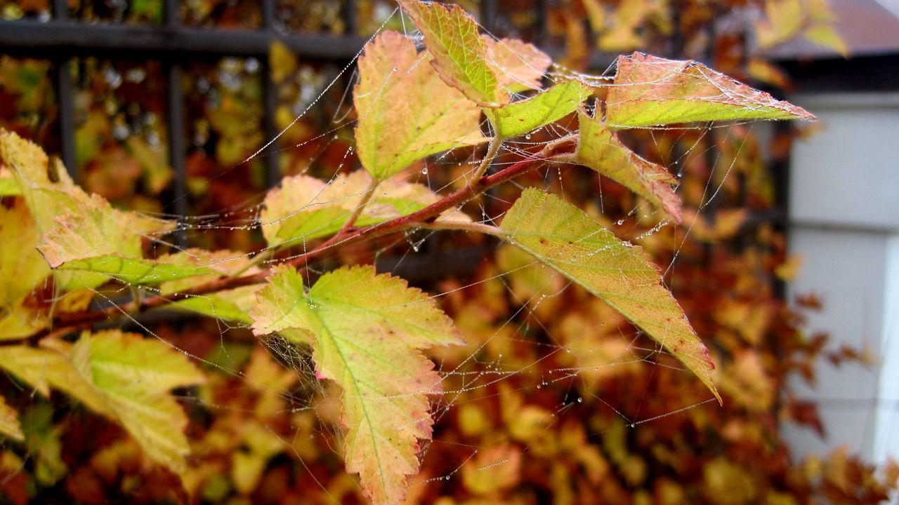Осенние листочки осины в паутине