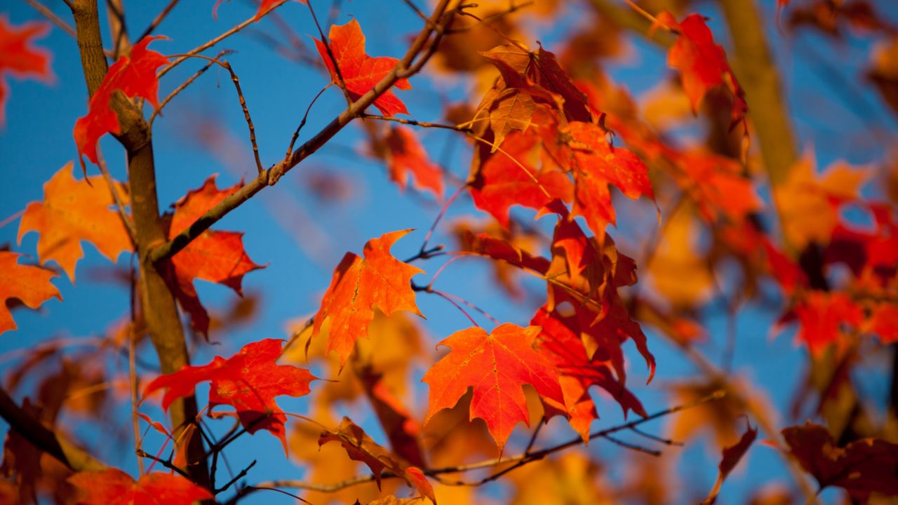 Обои осень, листья, клен, ветки, размытость