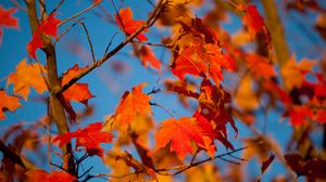 Превью обои осень, листья, клен, ветки, размытость