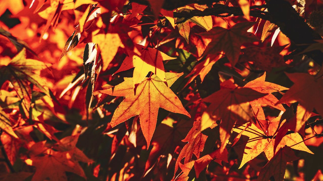 Обои осень, листья, клена, ветка, солнечный свет, тень