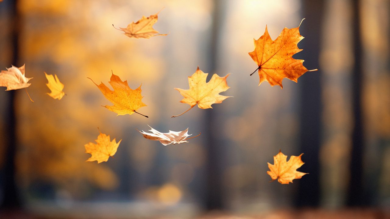 Обои осень, листья, кленовые листья, размытие