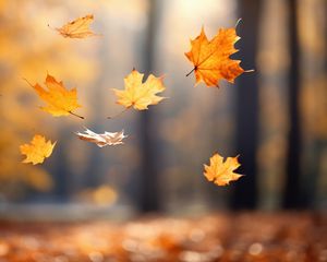Превью обои осень, листья, кленовые листья, размытие