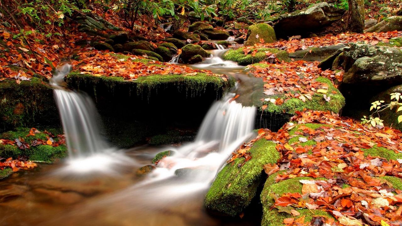 Обои осень, листья, мох, камни, вода, лес, река, исток