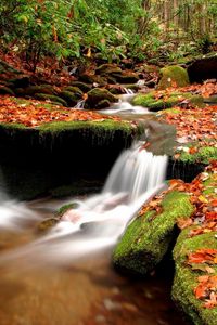 Превью обои осень, листья, мох, камни, вода, лес, река, исток