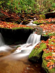 Превью обои осень, листья, мох, камни, вода, лес, река, исток