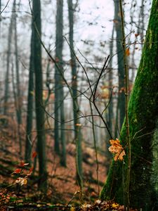 Превью обои осень, листья, опавшая листва, дерево, природа