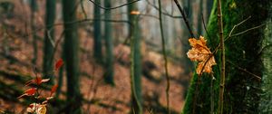 Превью обои осень, листья, опавшая листва, дерево, природа