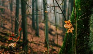 Превью обои осень, листья, опавшая листва, дерево, природа