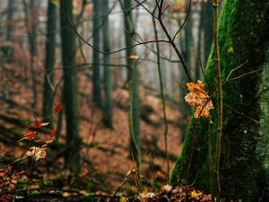 Превью обои осень, листья, опавшая листва, дерево, природа