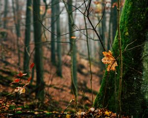 Превью обои осень, листья, опавшая листва, дерево, природа