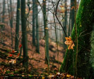 Превью обои осень, листья, опавшая листва, дерево, природа