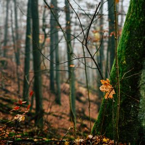 Превью обои осень, листья, опавшая листва, дерево, природа