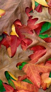 Превью обои осень, листья, цвета, оттенки, краски