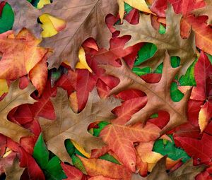 Превью обои осень, листья, цвета, оттенки, краски