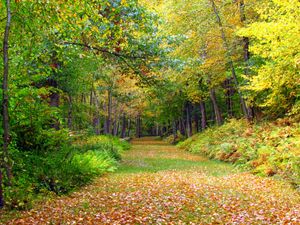 Превью обои осень, листва, деревья