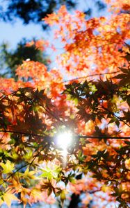 Превью обои осень, листва, деревья, солнечный свет