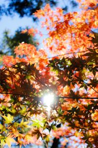 Превью обои осень, листва, деревья, солнечный свет