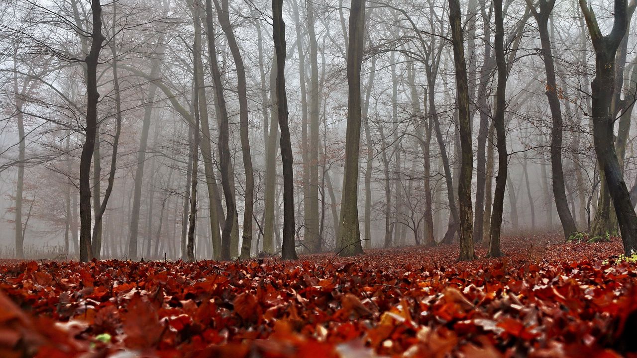 Обои осень, листва, лес, туман